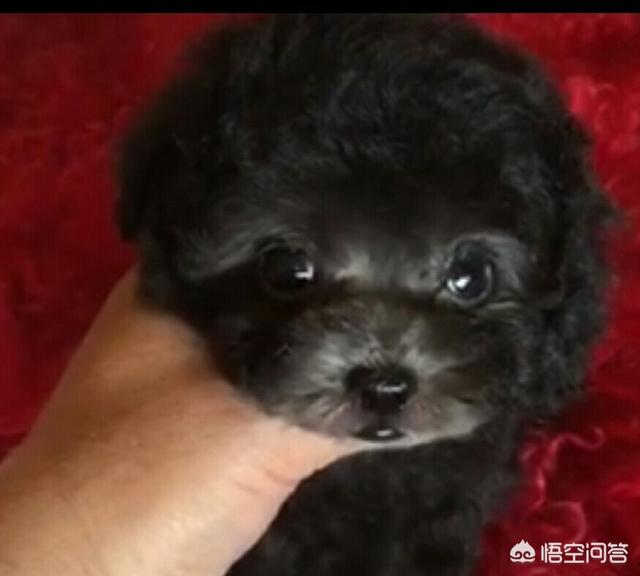 母狗般的老师bt种子:第一次养狗应该注意什么？