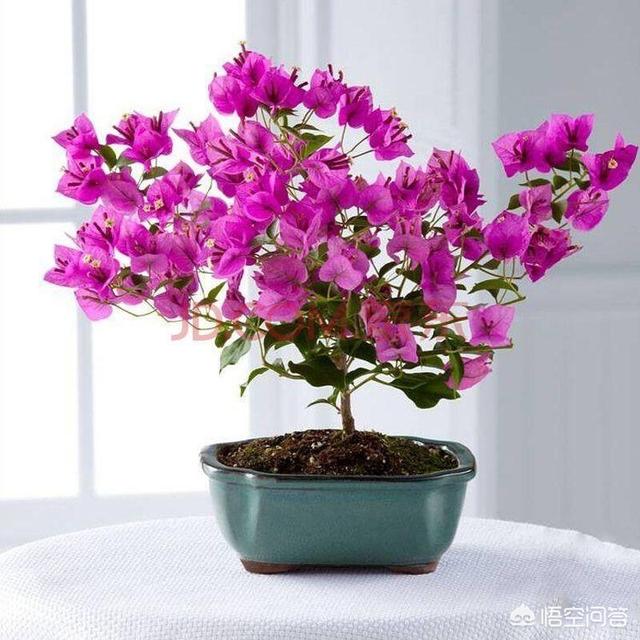 3种花是大忌千万不能养,三角梅养了两年，一直都不开花是什么原因？