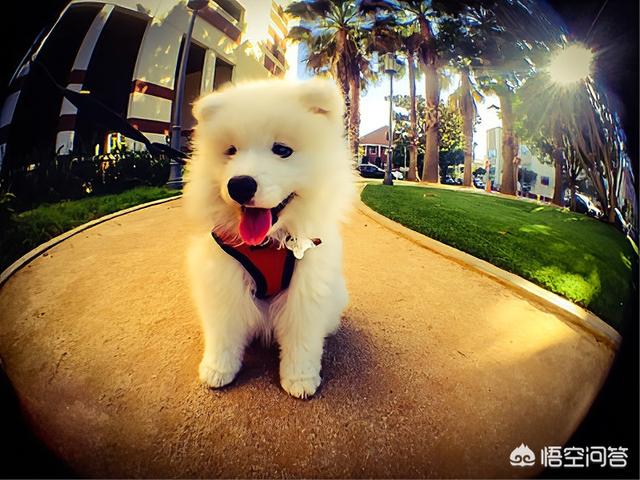 新疆马里努阿犬犬舍:新手请教：马犬适合家养吗？