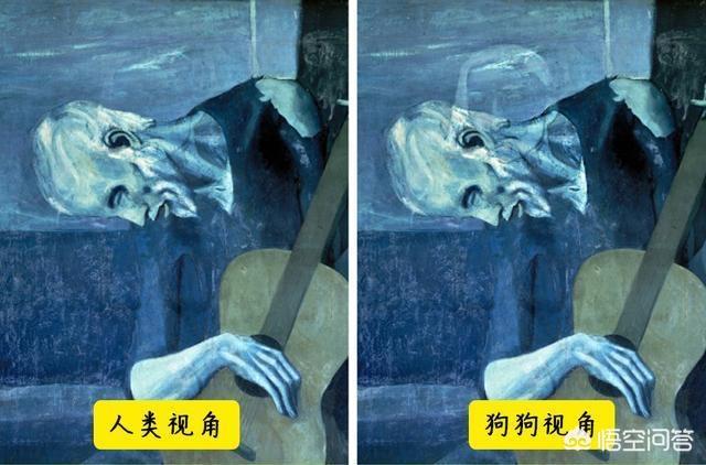 改变世界的犬类 mkv:狗狗的眼睛里看到的世界是什么样的？