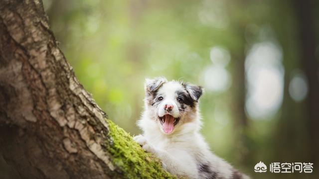 大丹犬吃什么长的大:狗狗吃什么能长个？给狗狗吃什么能长骨架？