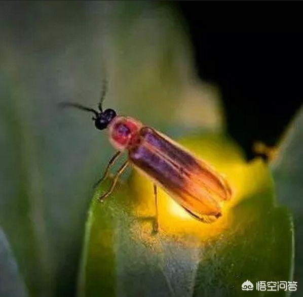 蜗牛是益虫还是害虫成果:农田里有蜗牛爬来爬去，蜗牛到底是益虫还是害虫？为什么？