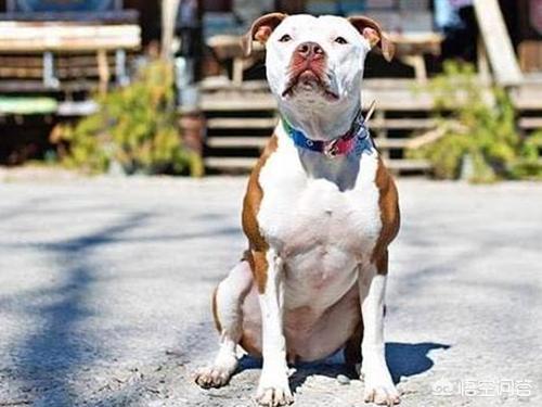 皮特犬怎么训练:比特犬怎么喂养肌肉大，比特犬吃什么长得壮呢？