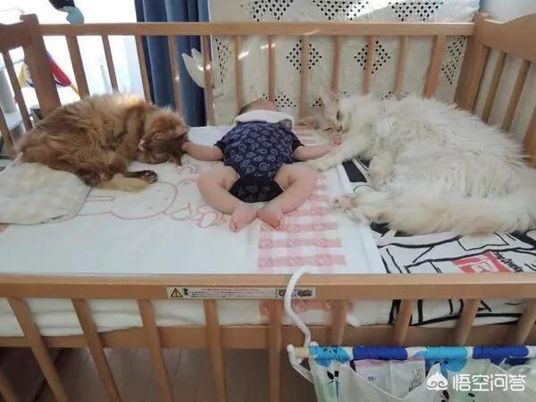 中国狸花猫在国外:养品种猫和一般宠物猫区别是什么？