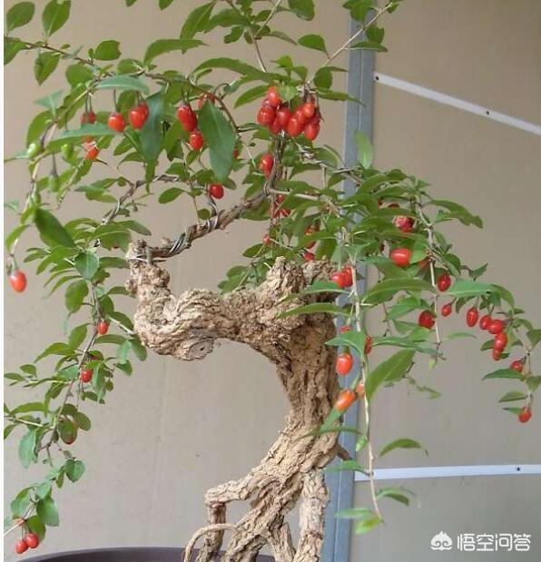 怎样种植枸杞树视频:枸杞子盆景怎么倒栽成活率较高？