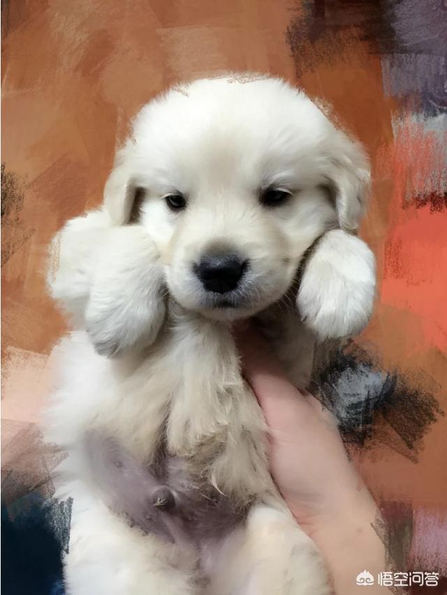 狗粮团购:在农村生产狗粮怎么样？有什么好的销售渠道？ 狗粮团购群