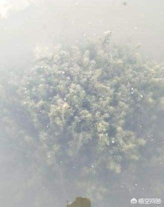 水草泥怎么才能洗干净:如何清理草缸底沙中的便便？