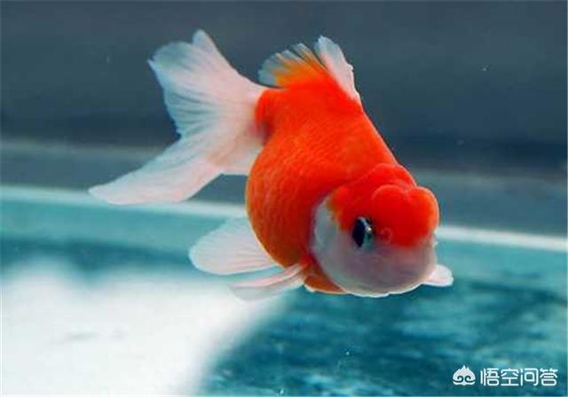头条问答 - 鳑鲏鱼麦穗鱼咬金鱼怎么办?太凶了?(2个回答)