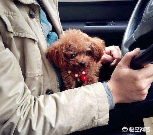 比格犬性格公泰迪绝育:公泰迪刚8个月，细小恢复中，康复后是绝育好还是娶媳妇好？