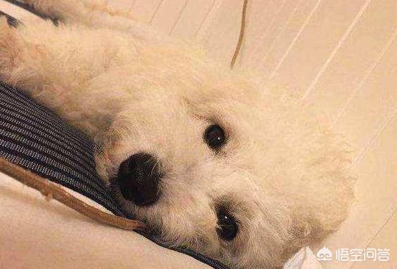 可爱的比熊犬图片:养比熊犬，有什么事情是不能够忽略的？