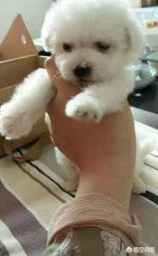 可爱的比熊犬图片:养比熊犬，有什么事情是不能够忽略的？