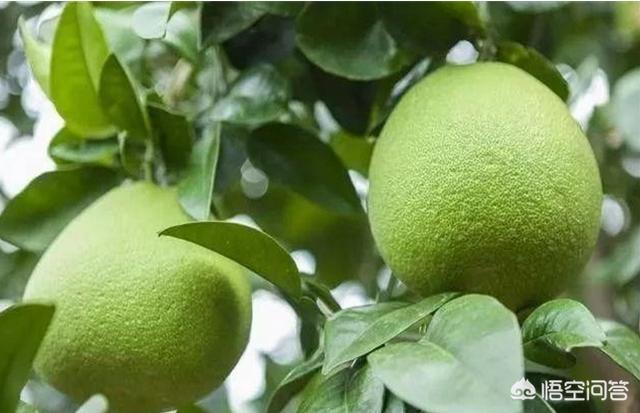 在重庆古牧犬好养吗:重庆古牧犬多少钱一只 柚子好种吗？种植柚子需要注意些什么？