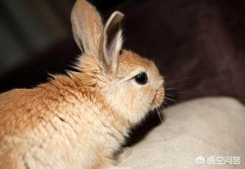 兔子眼里有异物是咋回事，为什么兔子鼻泪管堵塞，兔子一只眼睛流眼泪怎么办