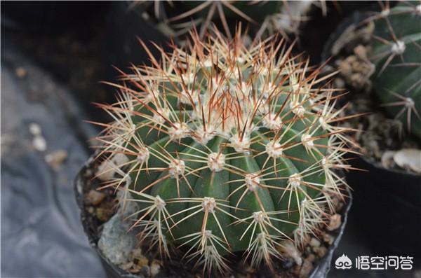 头条问答 - 黄金云仙人球怎样养?耐低温吗?(4个回答)