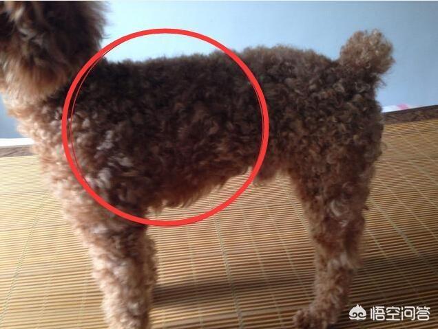 泰迪犬怎么看纯不纯:泰迪狗怎么看纯不纯 如何挑选一只健康、纯种的泰迪犬？