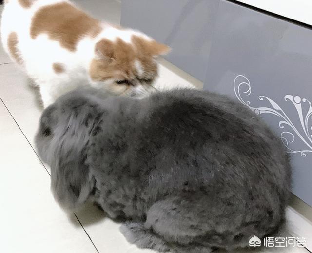 兔子拉稀:兔子拉稀了，能吃庆大霉素吗？