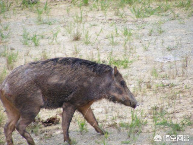 美国猎狐犬捕猎野猪:抓野猪可以判刑，野猪伤人致死谁来买单？