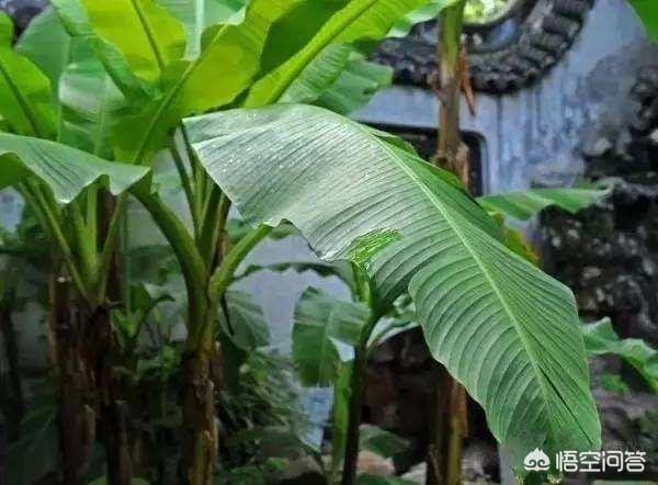古诗词中的“丁香结”,象征着深深的愁怨吗？