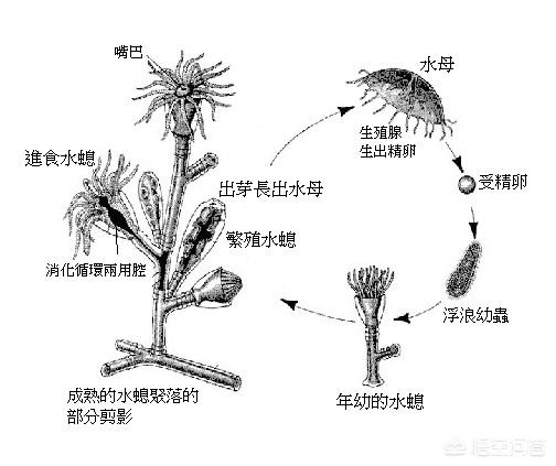 鼠兔的寿命:动物和植物谁的寿命长为什么？