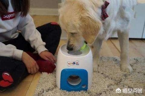 2020狗消化系统常见疾病:牧羊犬有消化不好的现象可以按摩吗？