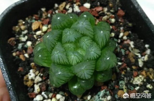 姬玉露和草玉露的区别:刚入手十天左右的玉露边缘叶子出现化水，应该如何处理？