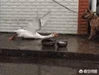 家养大鹅的祖先:为什么农村里养的一些鹅爱追着人跑是什么原因