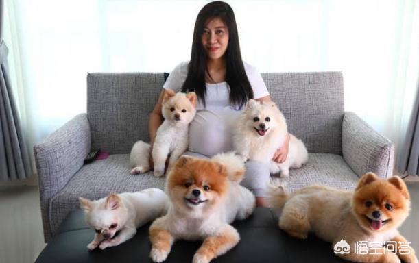 博美狗狗:博美犬一生有多少个时期，该如何饲养？
