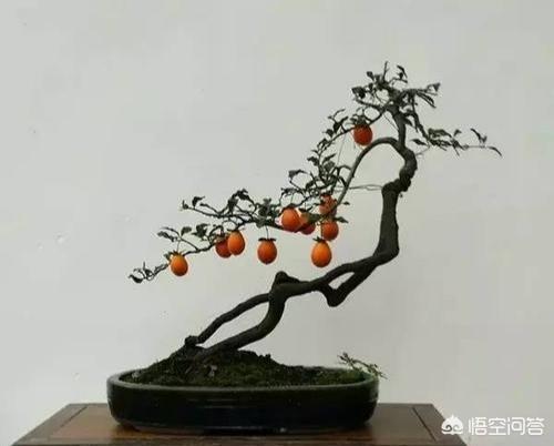 怎样养金弹子？