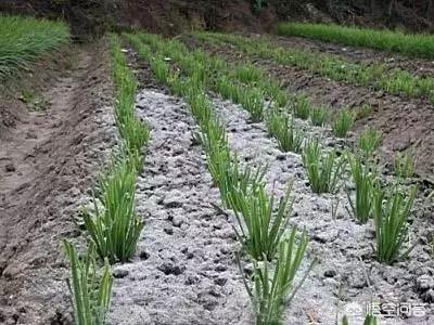 韭菜怎么施肥？