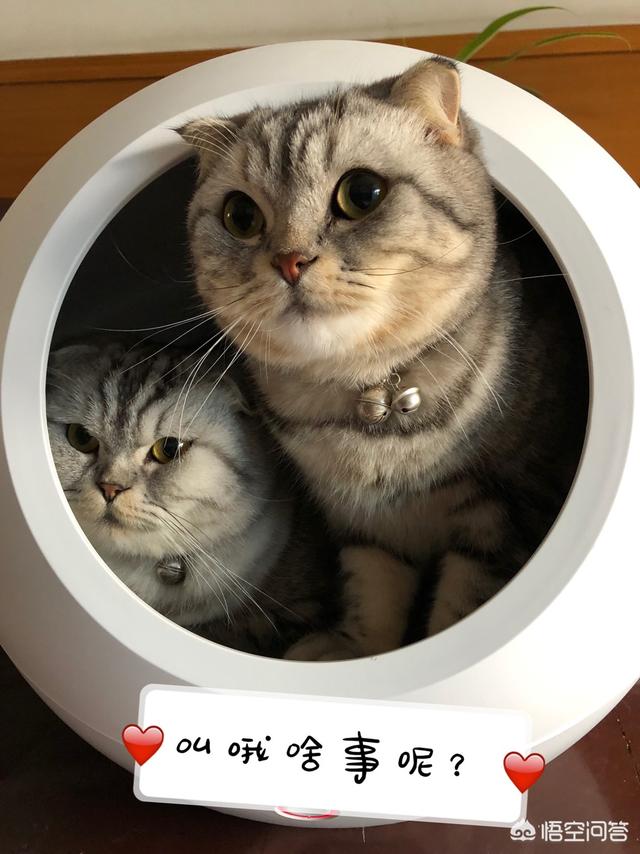 我们家猫咪快要生了，跟前跟后的一直望着我叫，给猫粮也不吃了。是什么原因？插图26