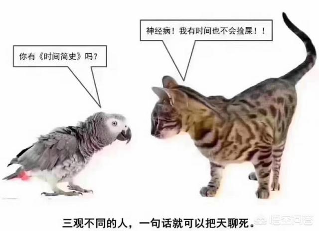 影视和娱乐如何划分？