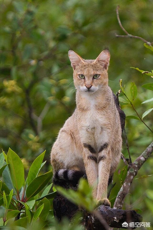 猎豹属:谁来科普一下，花豹，猎豹，美洲豹，怎么区别？