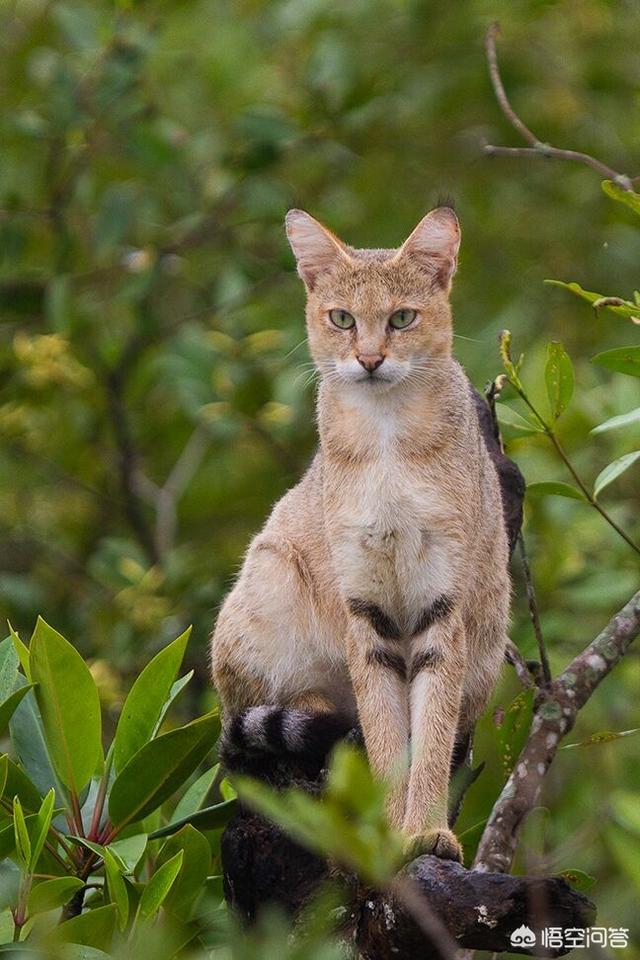 薮猫是猫还是豹，北京十渡发现“小豹子”，它有多危险