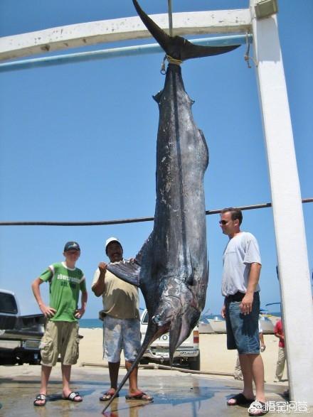 旗鱼和马林鱼是同类吗，海洋中的大型生物，除了蓝鲸还有什么
