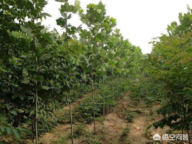 种小麦不赚钱,现在农村种什么经济作物呢？