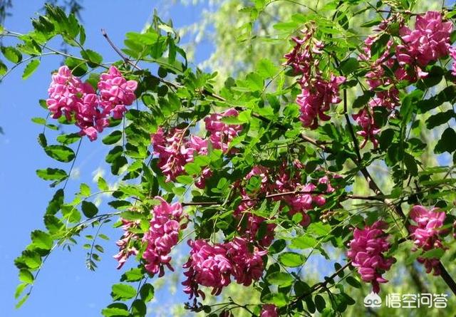 槐树里:农村常见的槐树，为什么大家都喜欢吃它结的“槐花”呢
