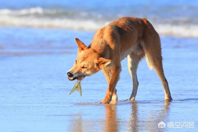 澳洲野犬 百科:如果把中华田园犬放到野外上千年，会不会成功野化？为什么？