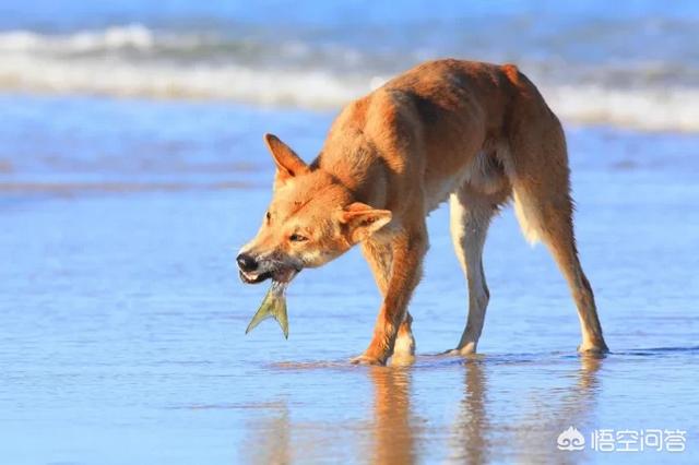 澳洲野犬:如果把中华田园犬放到野外上千年，会不会成功野化？为什么？