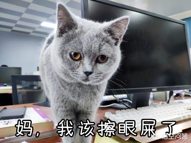 金装素力高 卡比三文鱼:猫咪吃渴望泪痕重怎么办，猫吃渴望有泪痕该怎么解决呢？