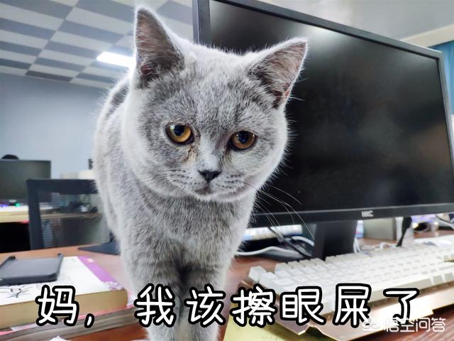 什么猫容易有泪痕是怎么造成的:猫咪吃渴望泪痕重怎么办，猫吃渴望有泪痕该怎么解决呢？