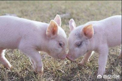 小猪拉稀不吃食怎么办？插图17