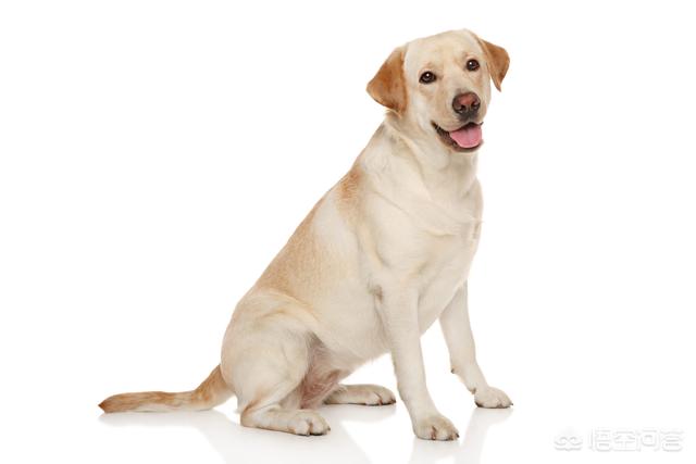 6个月拉不拉多图片:拉布拉多犬从出生到老年期，该如何照顾？ 拉布拉多图片头像