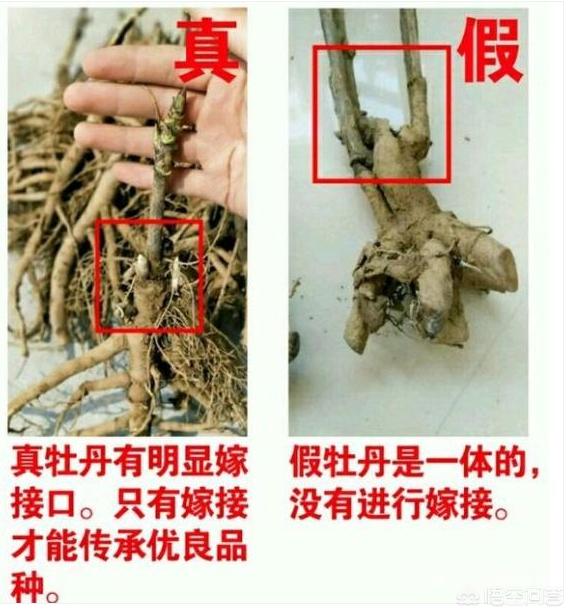 怎样区分药用牡丹（凤丹）和观赏牡丹？网购应该怎样注意辨别？
