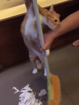 打小猫打哪里:惩罚猫咪时，有哪些错误不能犯？