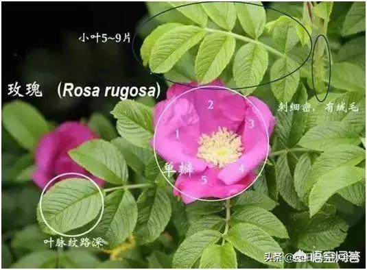 玫瑰花和月季花的区别在哪里玫瑰和月季有什么区别玫瑰最适宜在啥条件