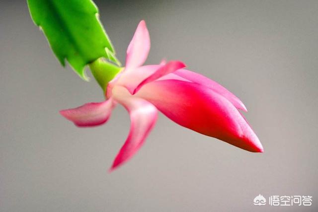 悟空问答 蟹爪兰能晒太阳吗 怎么养护 个回答