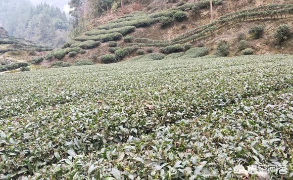 不在高山上就种不出好茶吗，许多地方正在采摘茶叶，问：是山区野茶好还是家里种的茶叶好
