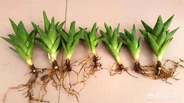 不夜城芦荟爆盆:芦荟新长的侧芽如何取出繁殖？