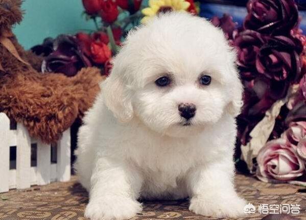 纯种比熊犬:纯种比熊犬价格 一只纯种的比熊犬要多少钱，你有没有买贵呢？购买时要注意什么？