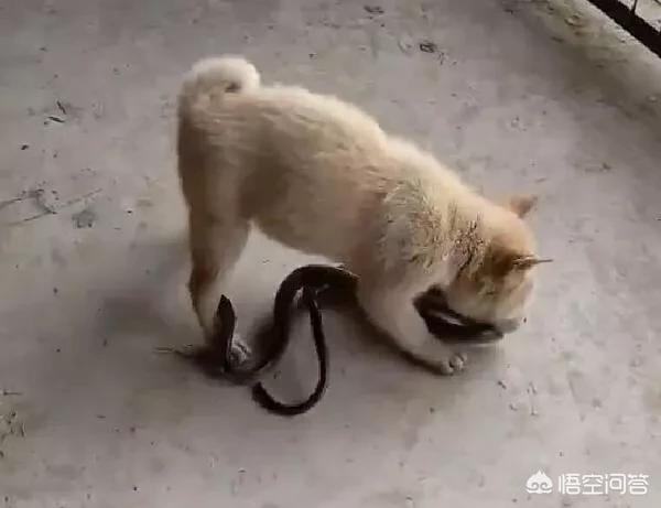 中国土狗凶猛吗:中华田园犬的野性有多强？为什么？ 土狗图片 凶猛